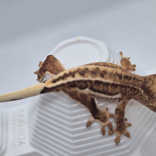 릴리화이트 팬텀 브린들