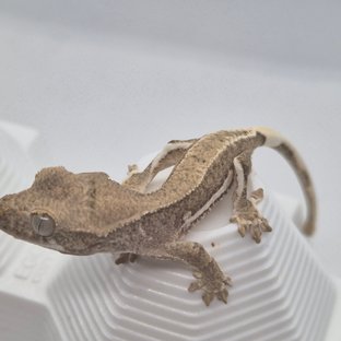 릴리화이트 팬텀