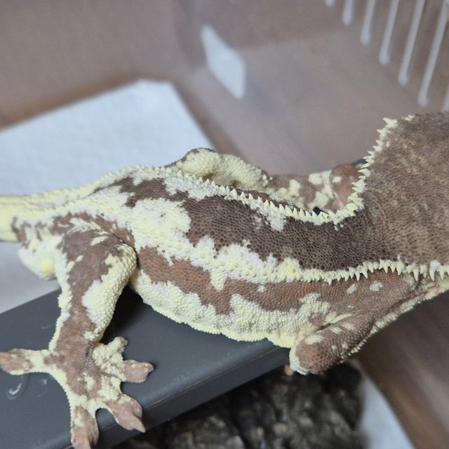 릴리 세이블 팬텀