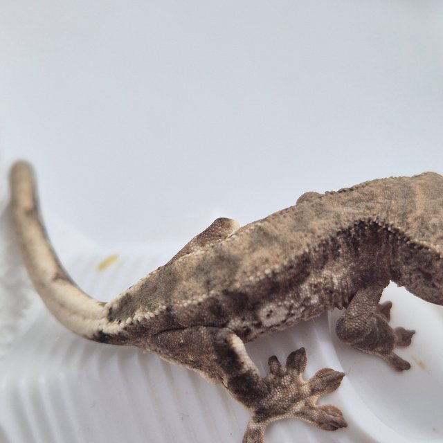 릴리화이트 팬텀