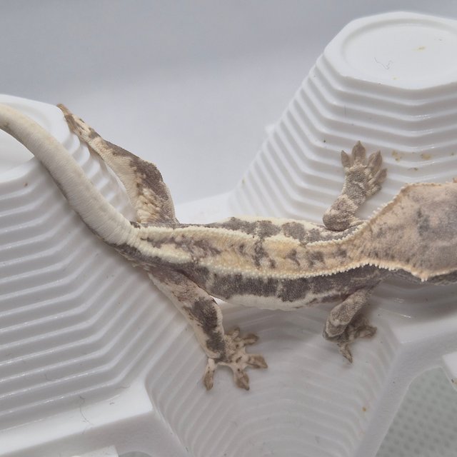 100%헷아잔틱 프라푸치노