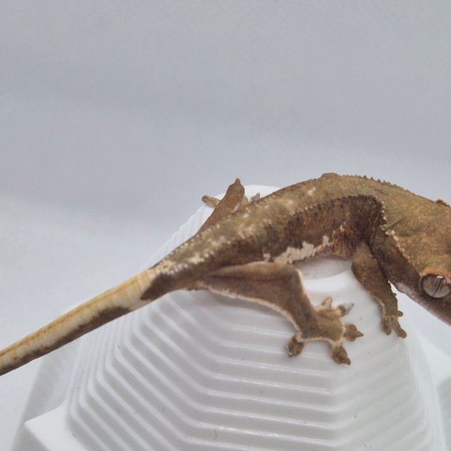 릴리화이트 팬텀 챠콜