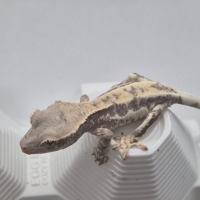 100%헷아잔틱 프라푸치노