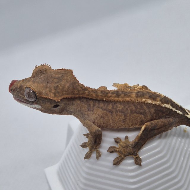 카푸치노 팬텀 브린들