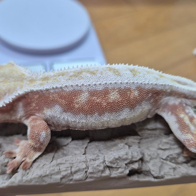 릴리화이트 레드