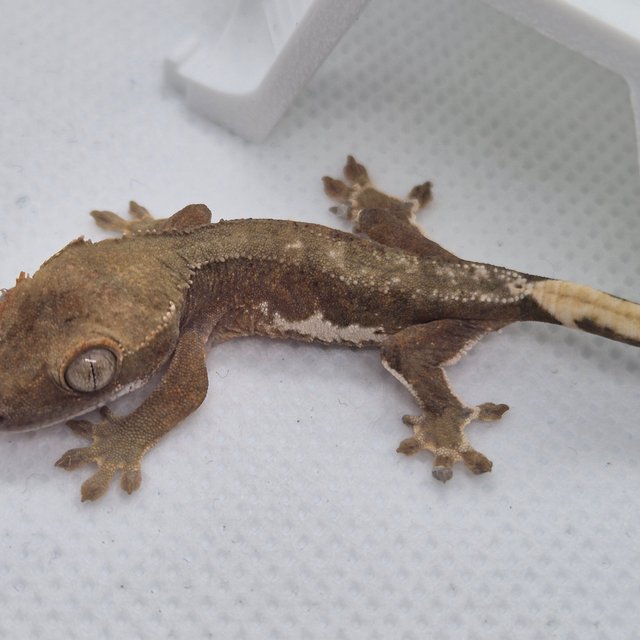 릴리화이트 팬텀 챠콜