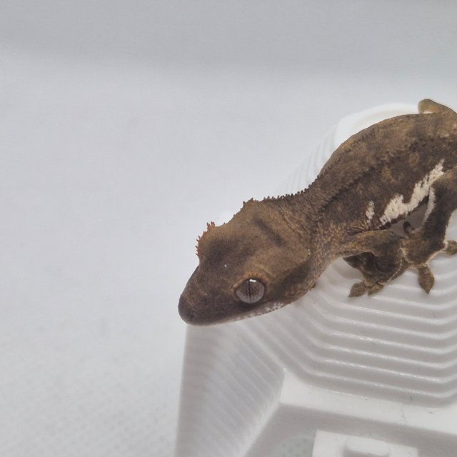 릴리 세이블 팬텀