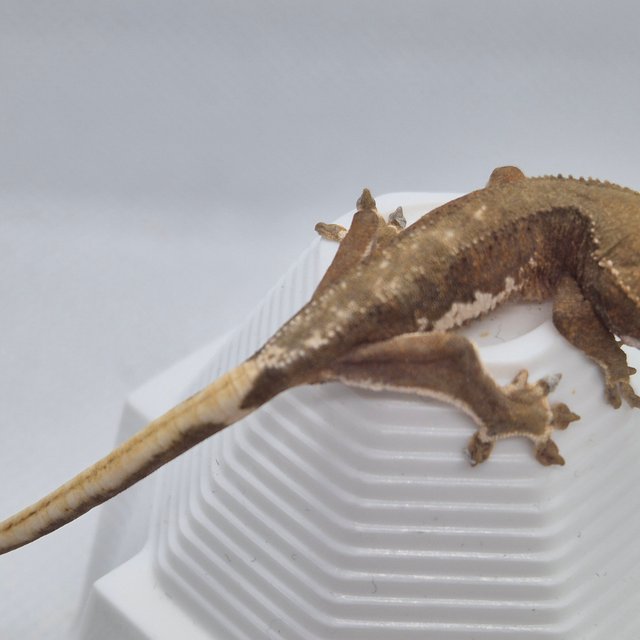 릴리화이트 팬텀 챠콜