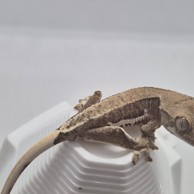 릴리화이트 팬텀