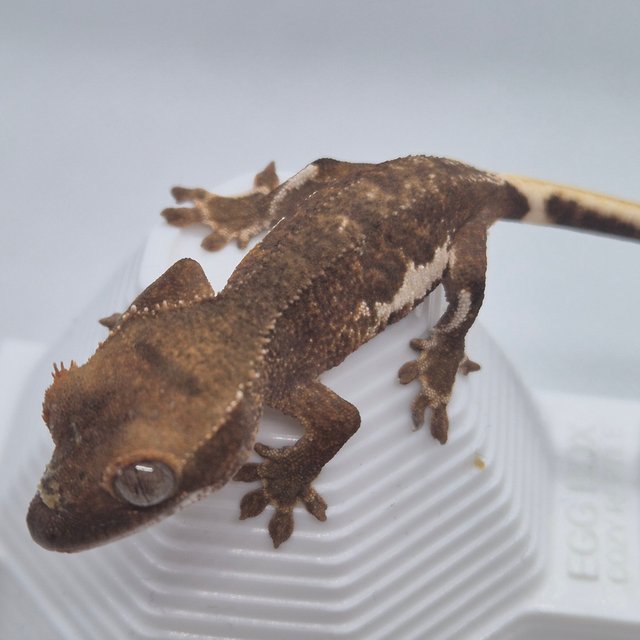 릴리화이트 팬텀