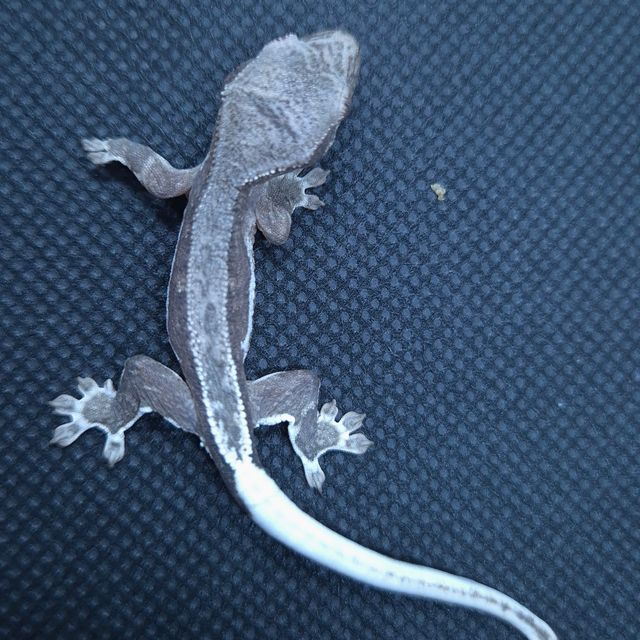 챠콜 릴리화이트 팬텀