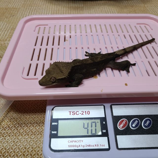 챠콜