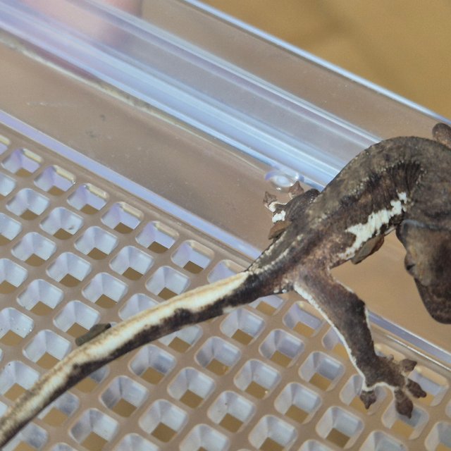 릴리 세이블 팬텀