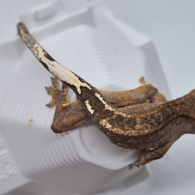 카푸치노 팬텀 브린들