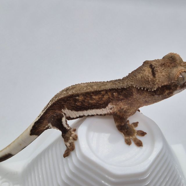 챠콜 릴리화이트 팬텀