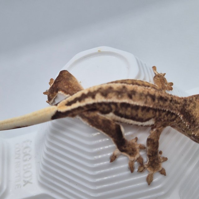 릴리화이트 팬텀 브린들