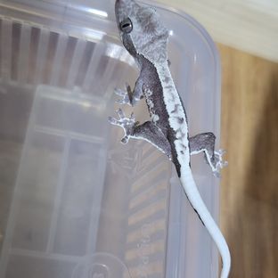 릴잔틱