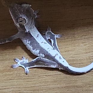 릴잔틱