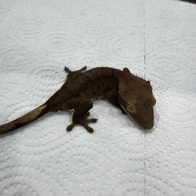 챠콜 알티