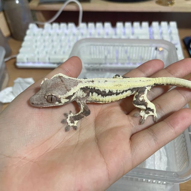 프라푸치노