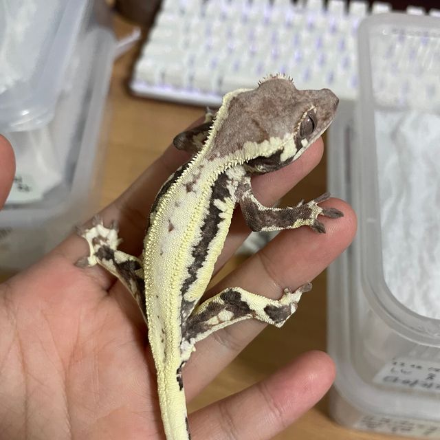프라푸치노