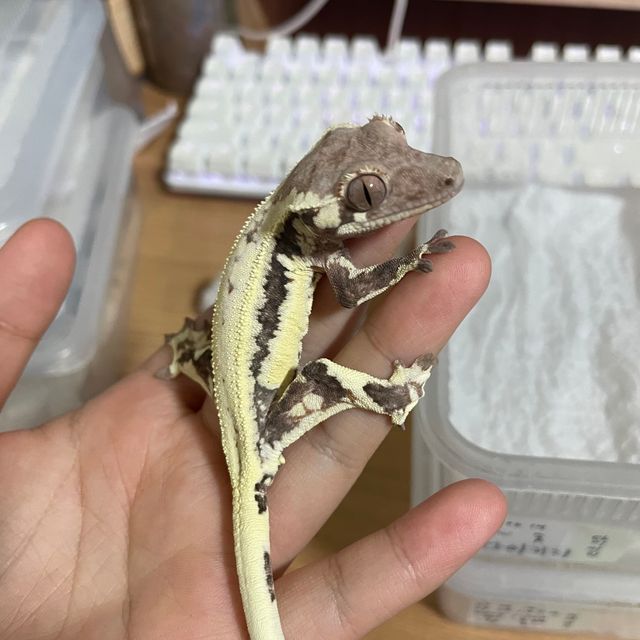 프라푸치노