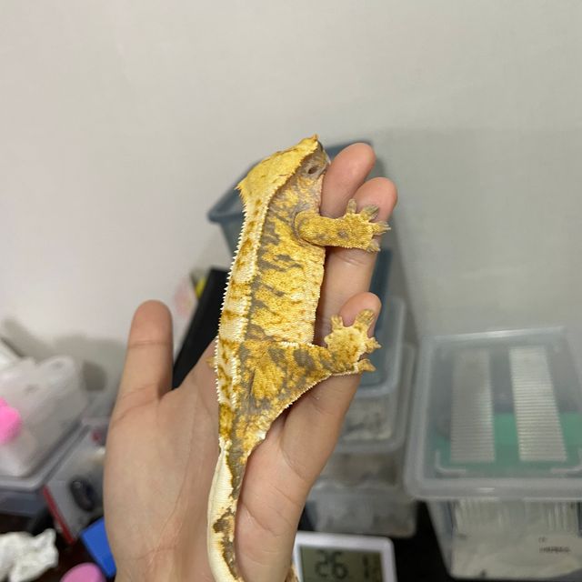 트라이