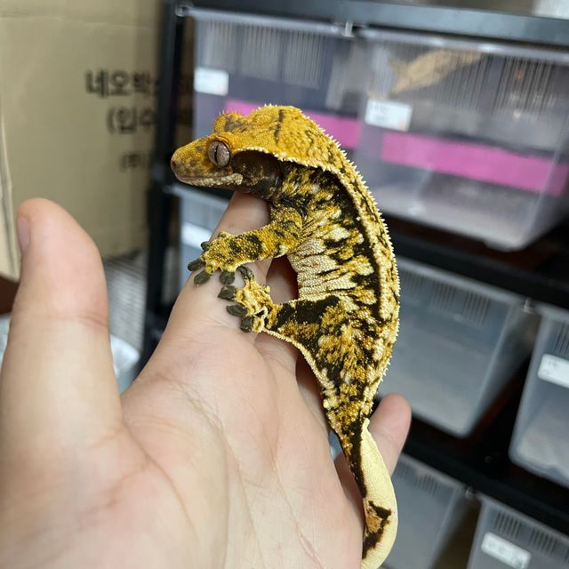 트라이