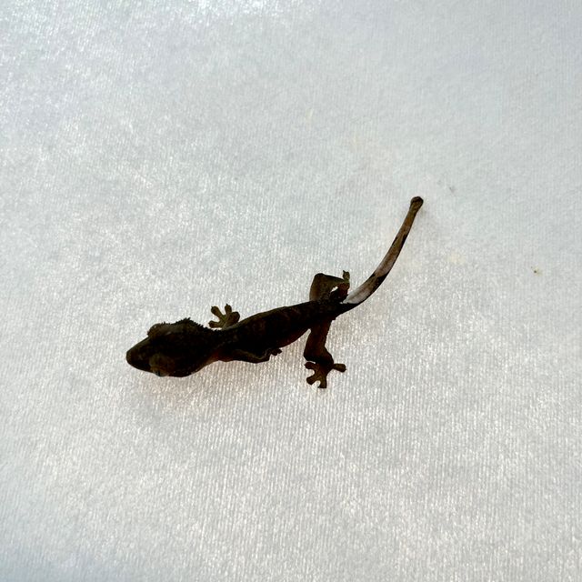 알티 챠콜 팬텀