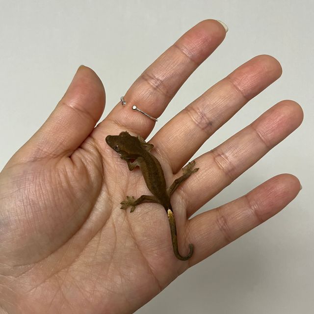 챠콜 팬텀