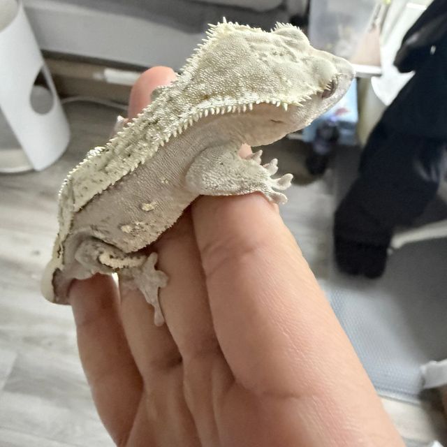 아잔틱