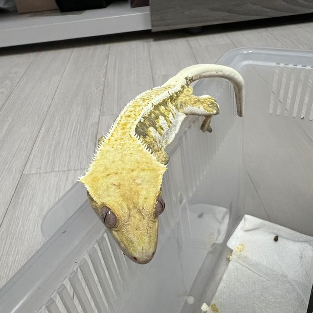 릴리화이트