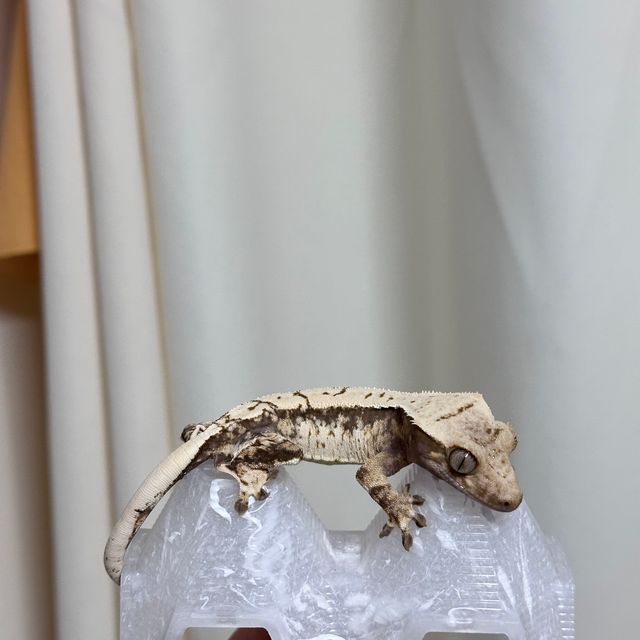 블랙 화이트 화이트핀 화이트스팟