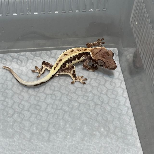프라푸치노