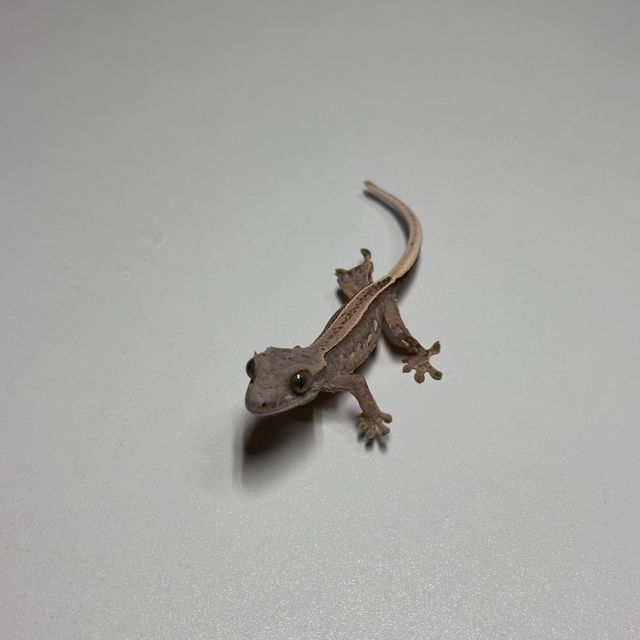 쿼드 풀핀