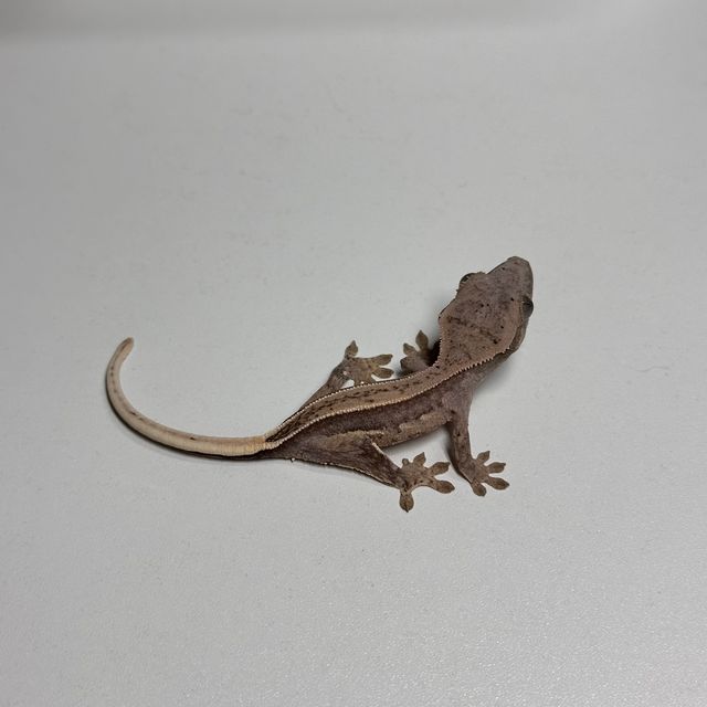쿼드 풀핀
