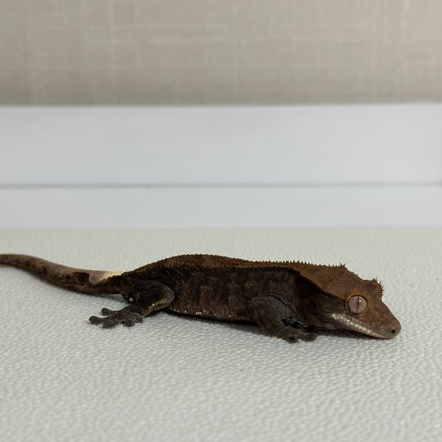 다크 카푸치노