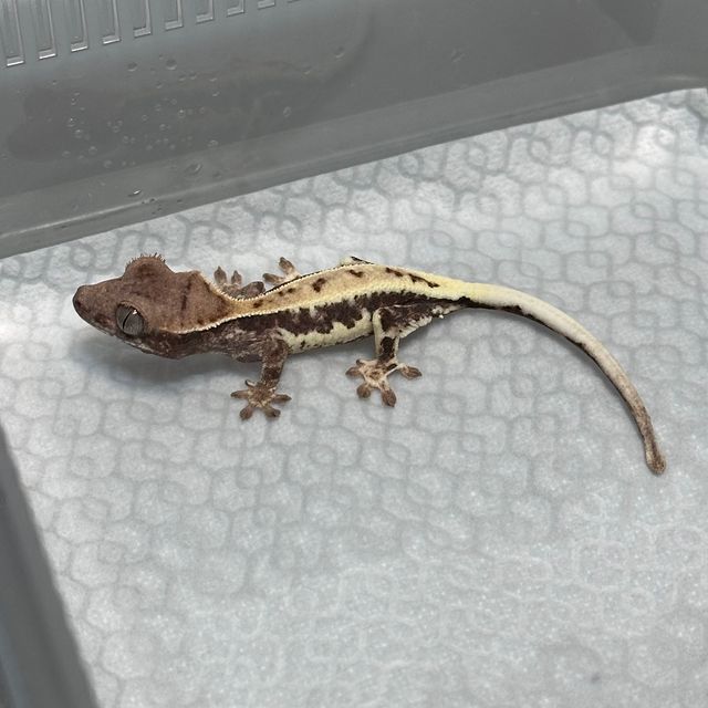 프라푸치노
