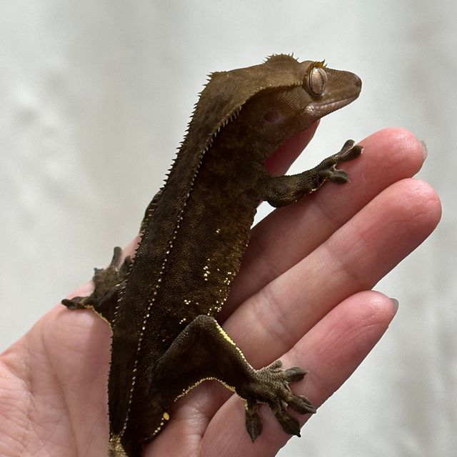 챠콜 알티