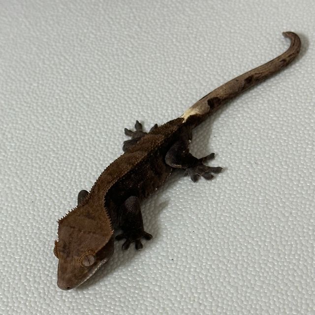 다크 카푸치노