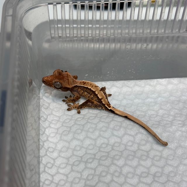 쿼드 노멀 다크