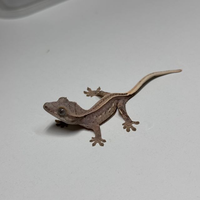 쿼드 풀핀