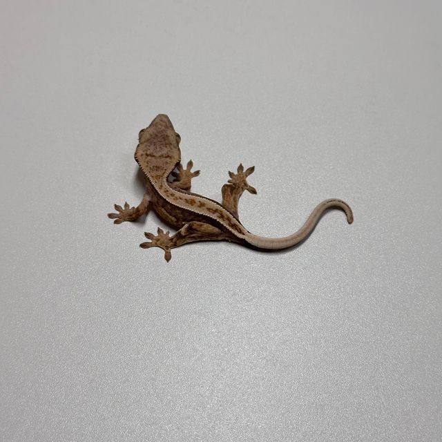 쿼드 풀핀 화이트핀