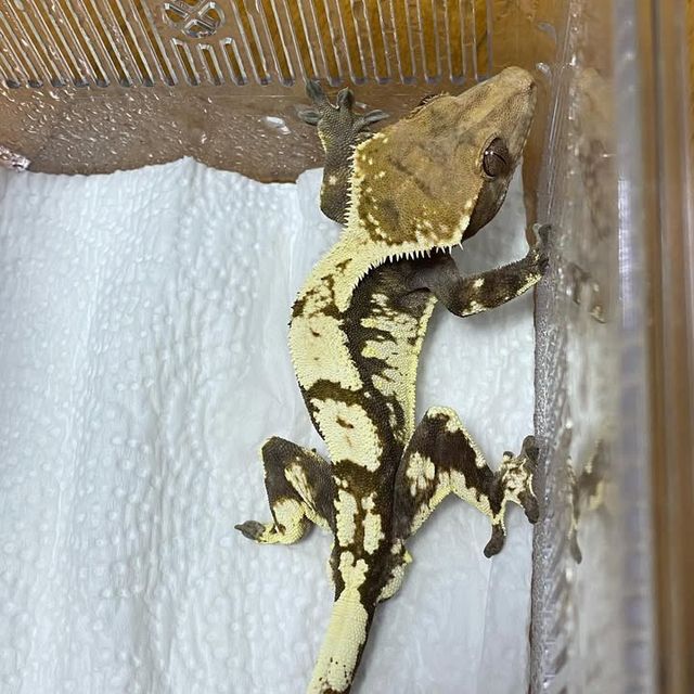 세이블
