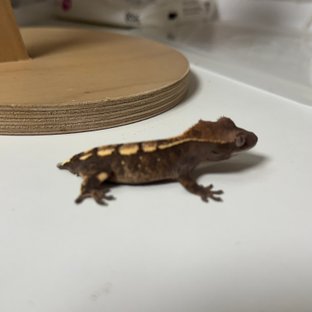 세이블 100%헷아잔틱