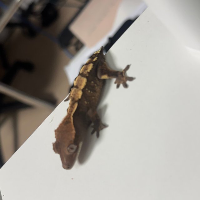 세이블 100%헷아잔틱