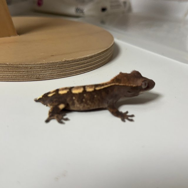 세이블 100%헷아잔틱