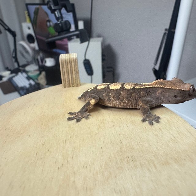 세이블 100%헷아잔틱