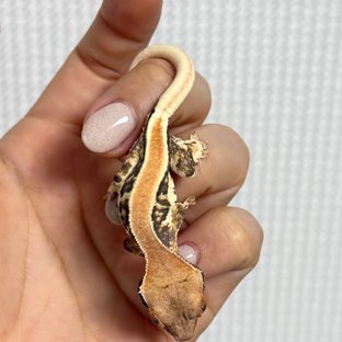 릴리화이트 솔리드백