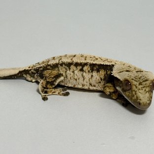 노멀 트라이 익스트림할리퀸